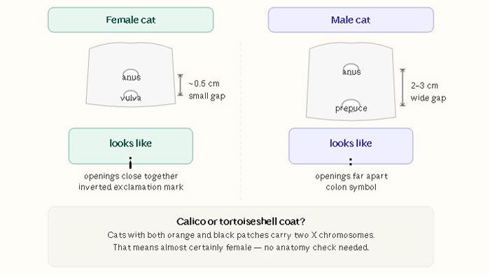 diagram comparing male vs female cat anatomy, how to tell if cat is female