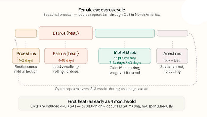 female cat heat cycle timeline diagram