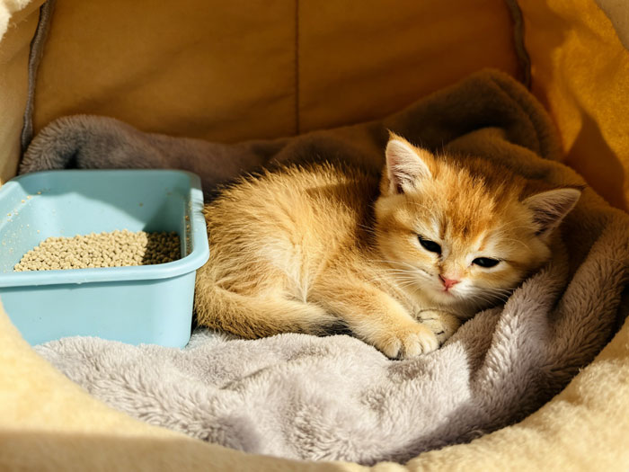 How to Litter Train Your Cat or Kitten