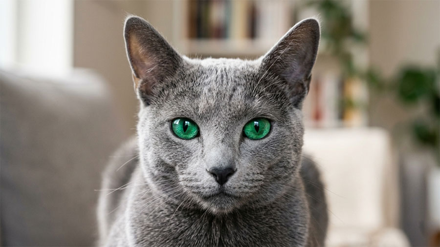 Russian Blue domestic cat with vivid green eyes and silver-tipped blue coat